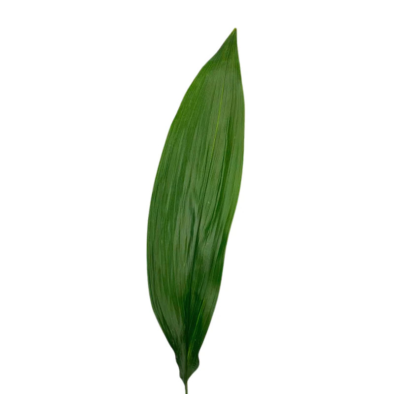Green Aspidistra – Bulk Greenery | Phoenix AZ