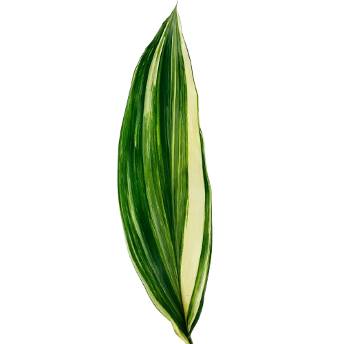 Variegated Aspidistra – Bulk Greenery | Phoenix AZ