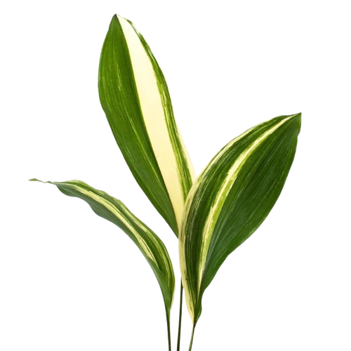 Variegated Aspidistra – Bulk Greenery | Phoenix AZ