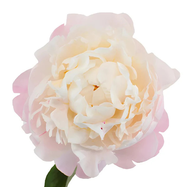 Blush Peony – Bulk Fresh Flowers Phoenix AZ