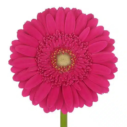 Hot Pink Gerbera Daisy Light Eye – Bulk Flowers | Phoenix AZ