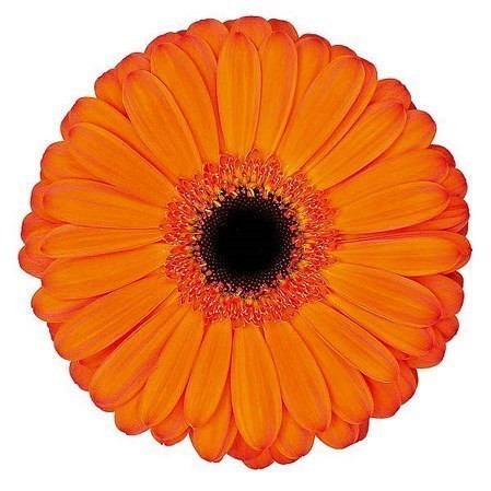 Orange Gerbera Daisy Dark Eye – Bulk Flowers | Phoenix AZ