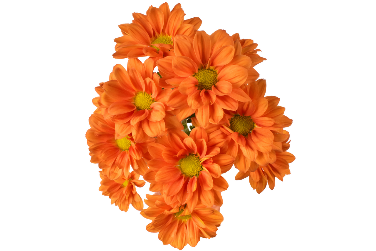 Daisy Bronze Daisy Chrysanthemum – Bulk Flower | Phoenix AZ