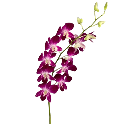 Purple Dendrobium Orchid – Bulk Flower | Phoenix AZ