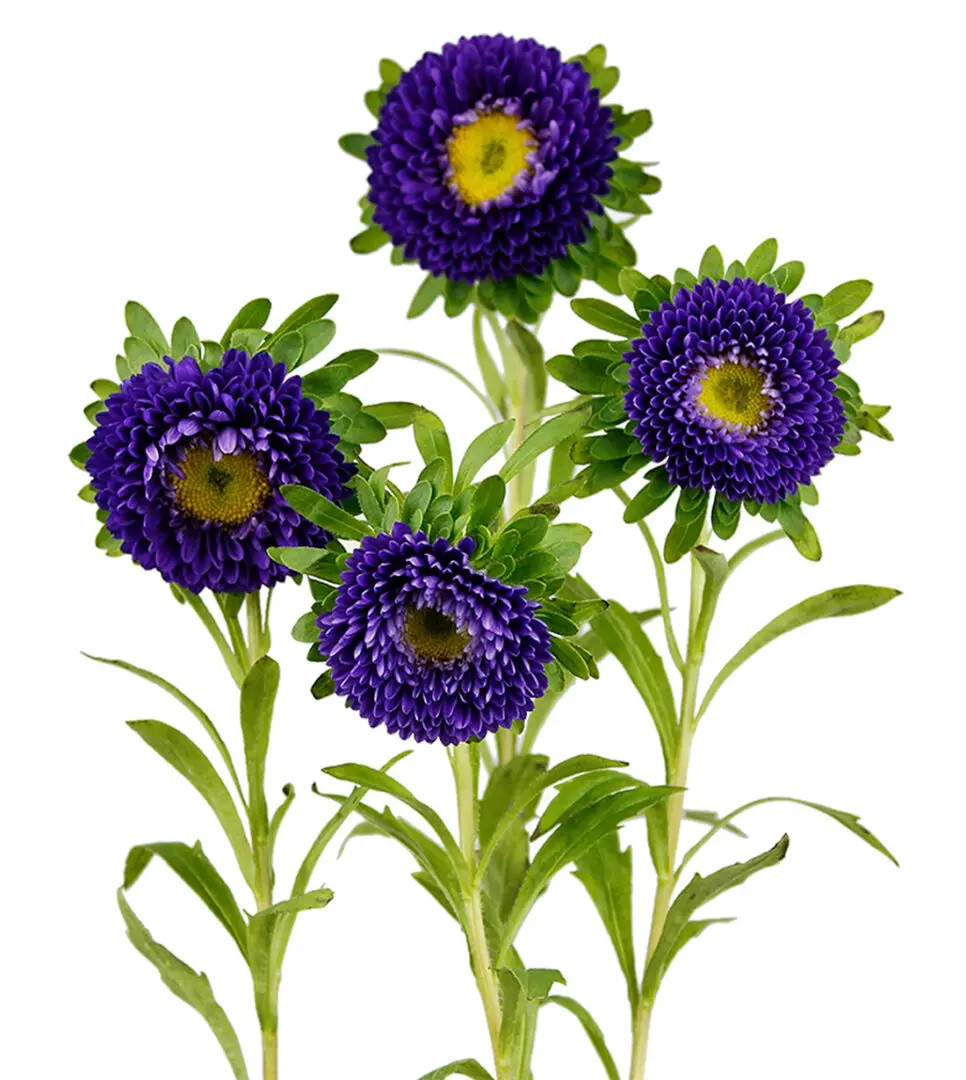 Purple Matsumoto Aster – Bulk Flower | Phoenix AZ