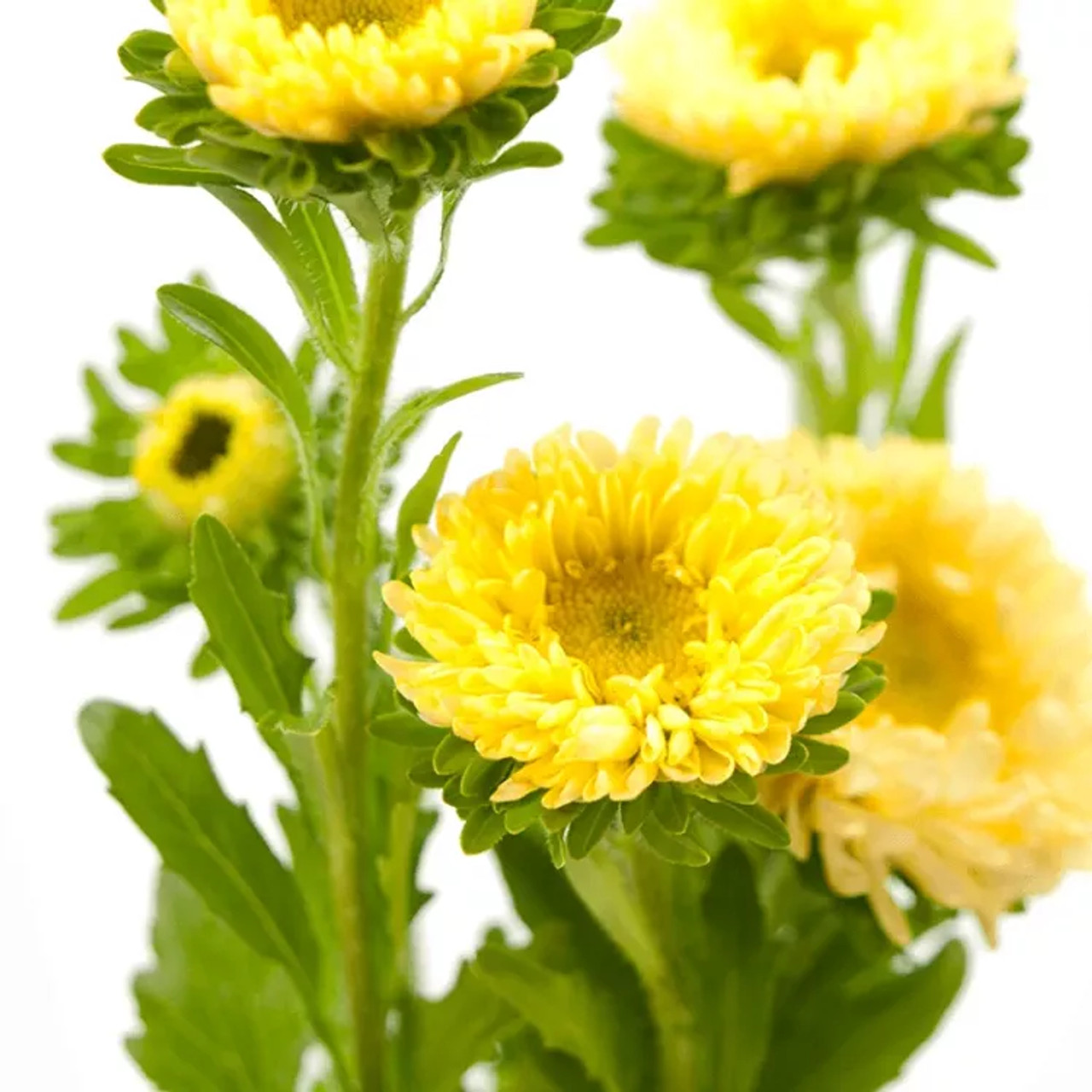 Yellow Matsumoto Aster – Bulk Flower | Phoenix AZ