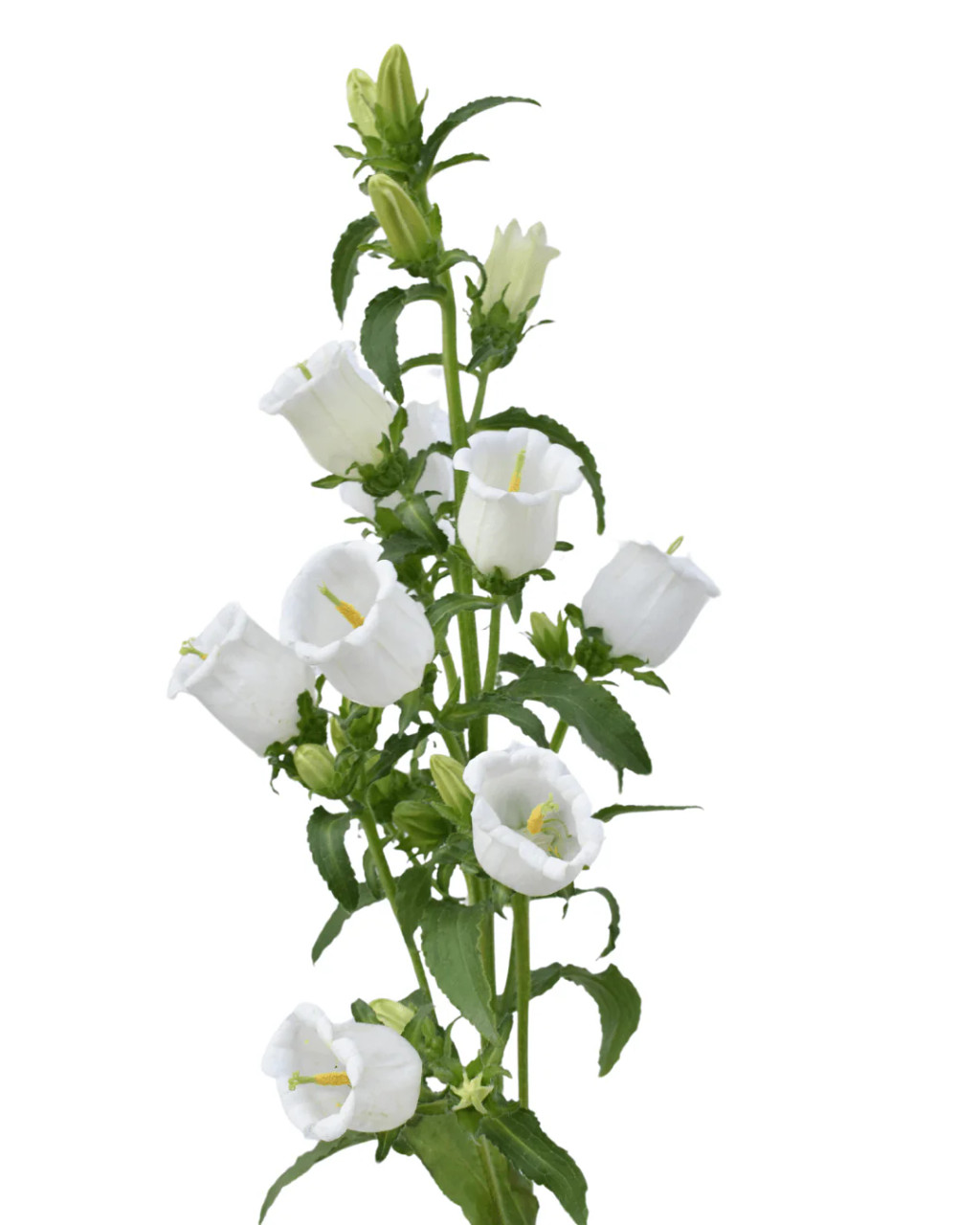 White Campanula – Bulk Flowers | Phoenix AZ