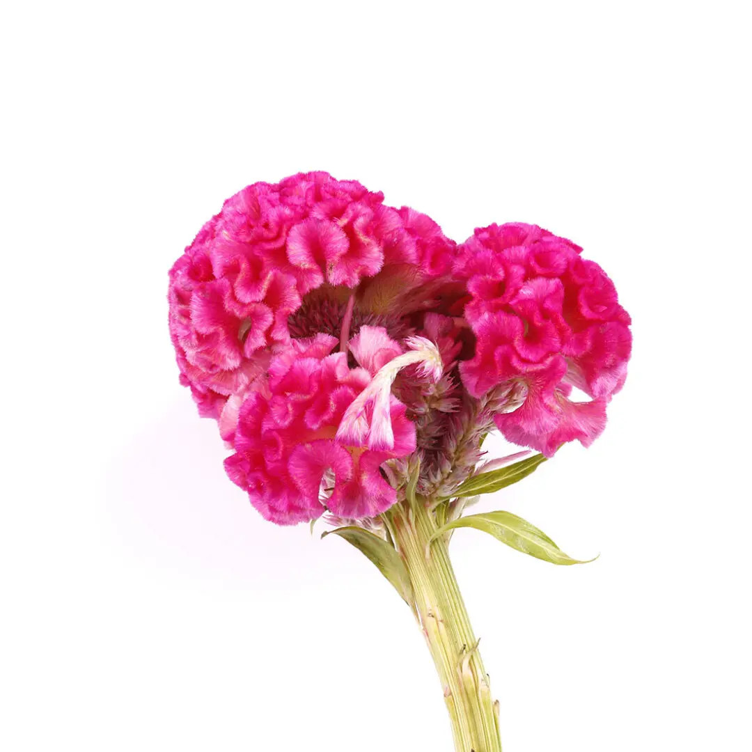 Hot Pink Coxcomb Celosia – Bulk Flower | Phoenix AZ