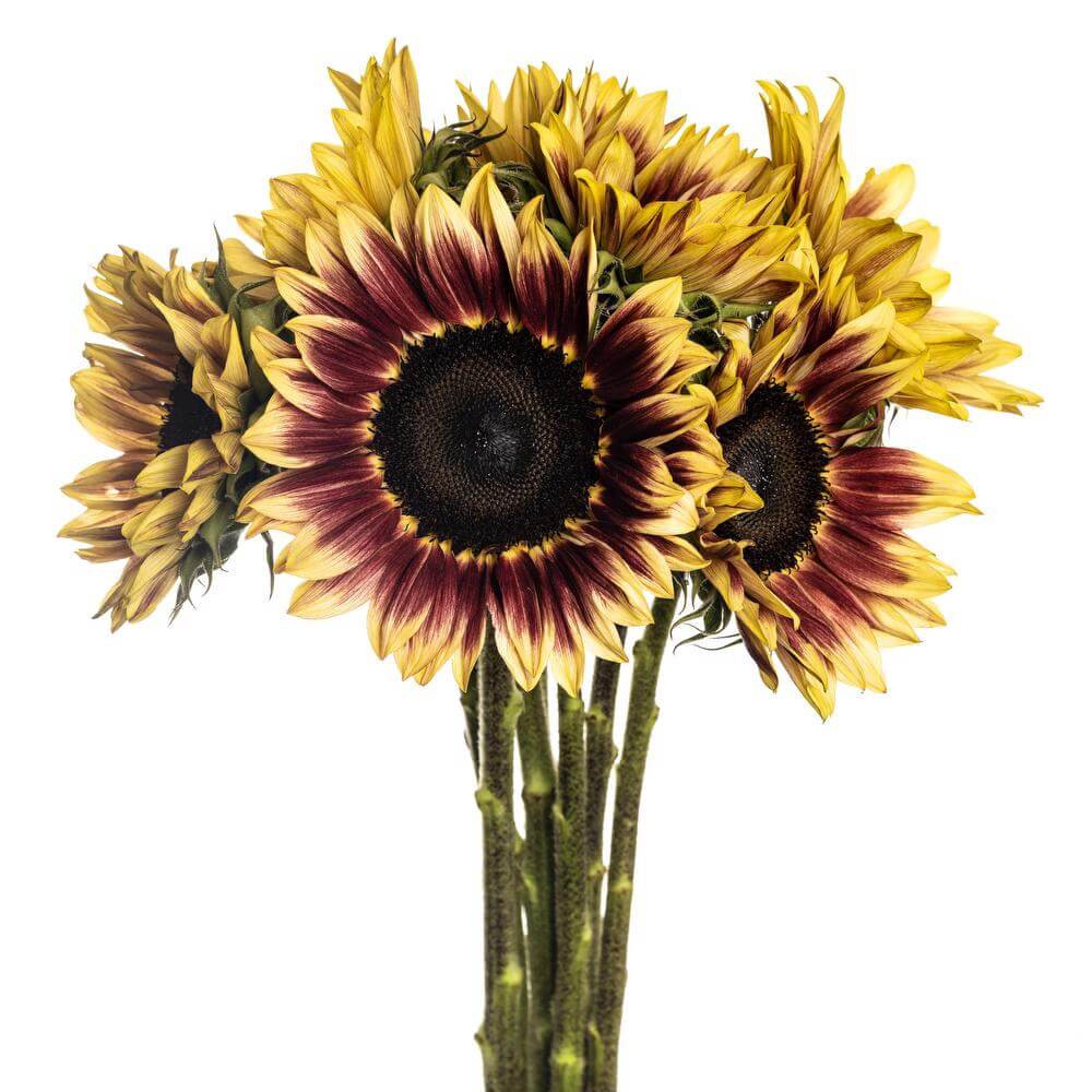 Mahogany Sunflower – Bulk Flower | Phoenix AZ