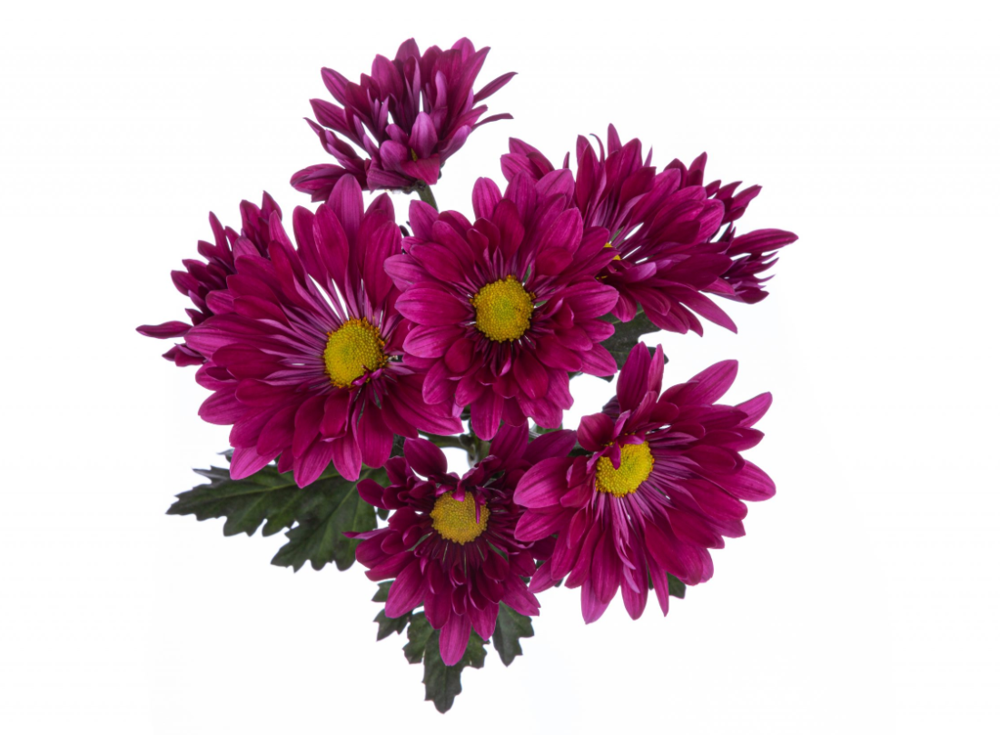 Purple Daisy Chrysanthemum – Bulk Flower | Phoenix AZ