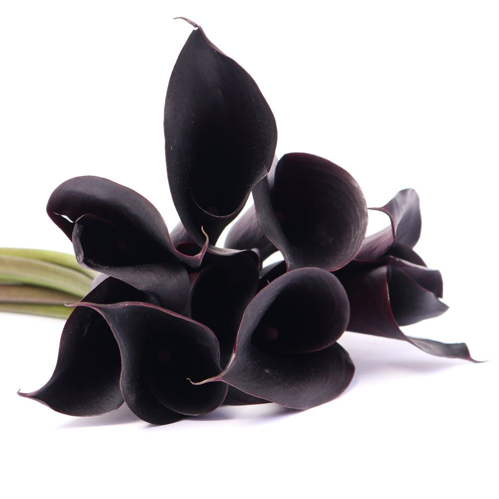 Black Mini Calla Lily – Bulk Flower | Phoenix AZ