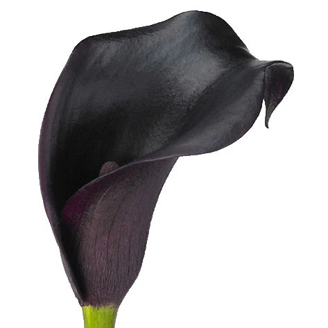 Black Mini Calla Lily – Bulk Flower | Phoenix AZ