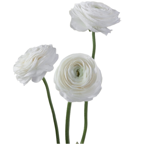 White Ranunculus – Bulk Flower | Phoenix AZ