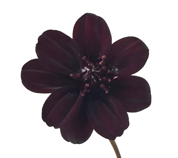 Chocolate Cosmos  Bulk Flower | Phoenix AZ