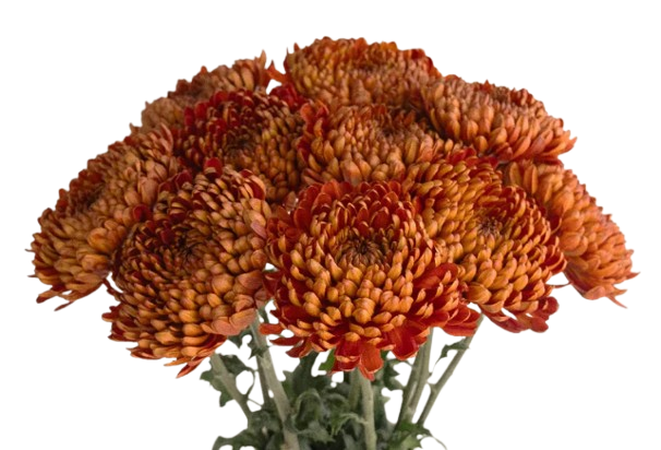 Football Chrysanthemum Plants For Sale