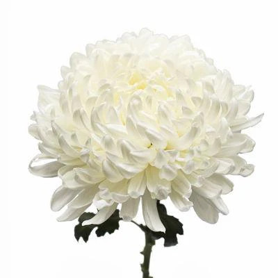 White Football Chrysanthemum