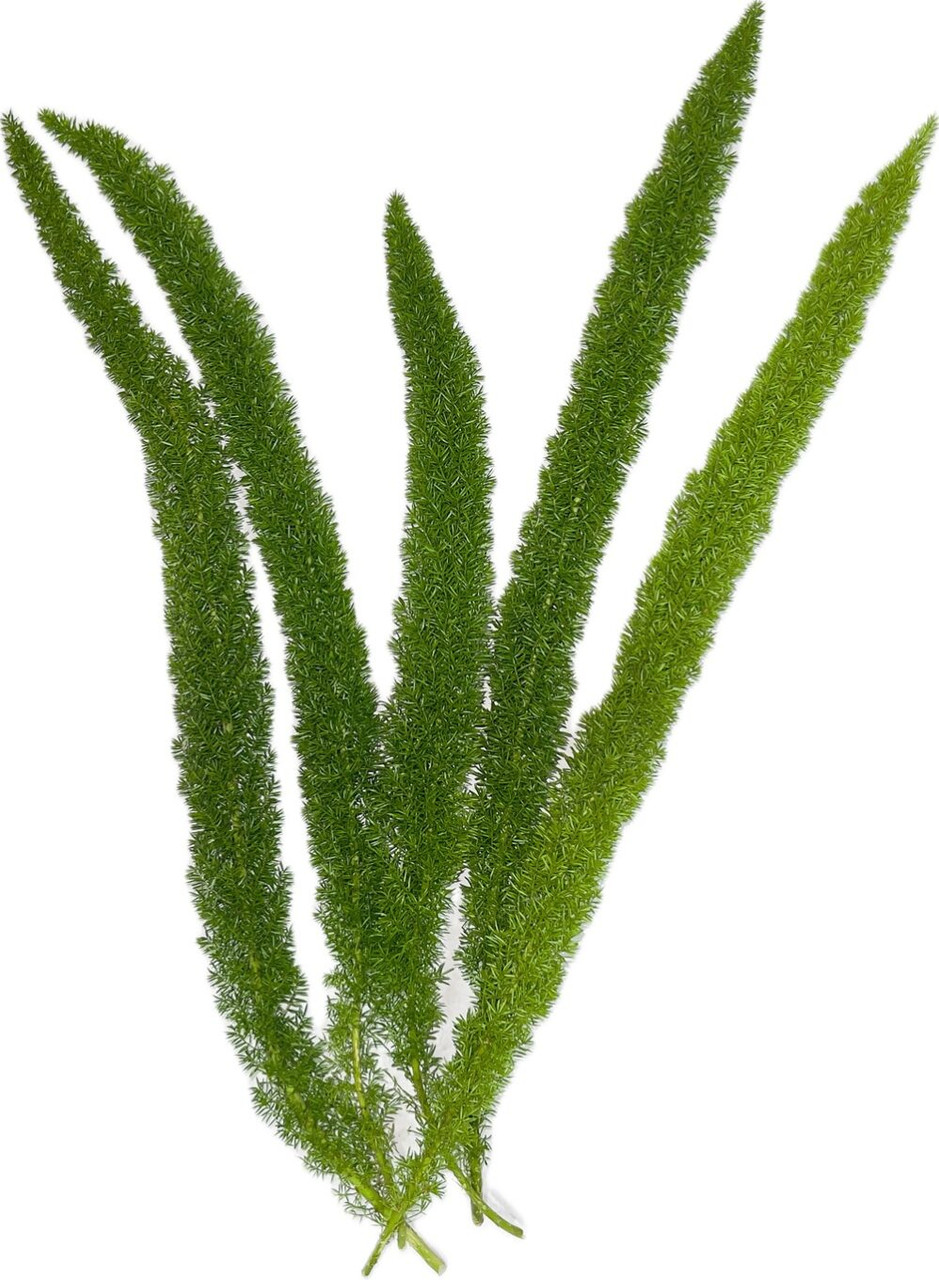 Foxtail Grass – Bulk Filler | Phoenix AZ