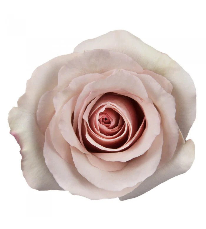 rose Quicksand Rose – Bulk Flower | Phoenix AZ