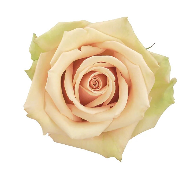 Sahara Rose – Bulk Flower | Phoenix AZ