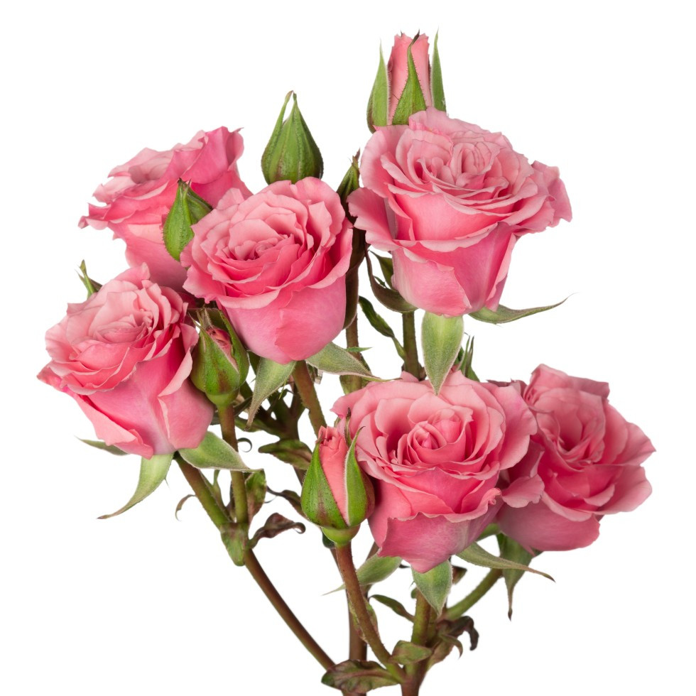 Medium Pink Spray Rose – Bulk Flowers | Phoenix AZ