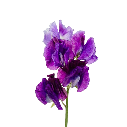 Phoenix Az Arizona Ropa Flores Hot Pink Bouvardia – Bulk Star