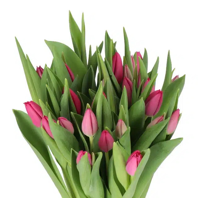 Hot Pink Tulip – Bulk Spring Flower | Phoenix AZ