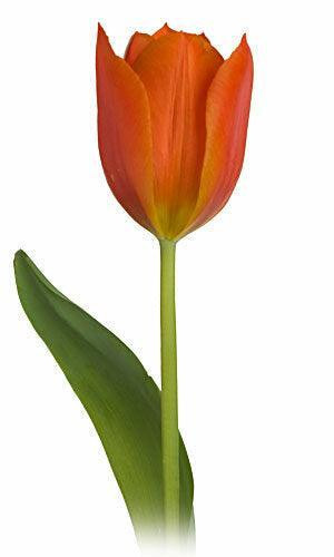 Orange Tulip – Bulk Spring Flower | Phoenix AZ