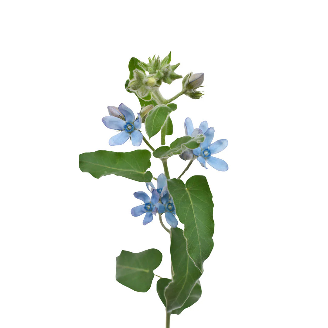 Blue Tweedia – Bulk Accent Flower | Phoenix AZ