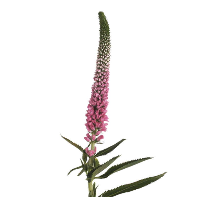 ヴェロニカ Veronica Arizona ゲリラ ワイルド フレア Pink Veronica – Bulk Line Flower | Phoenix AZ