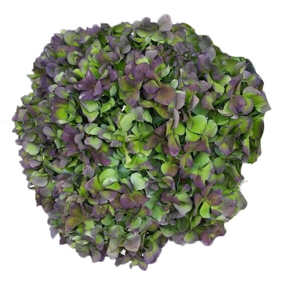 Antique Purple Hydrangea – Bulk Focal Flower | Phoenix AZ