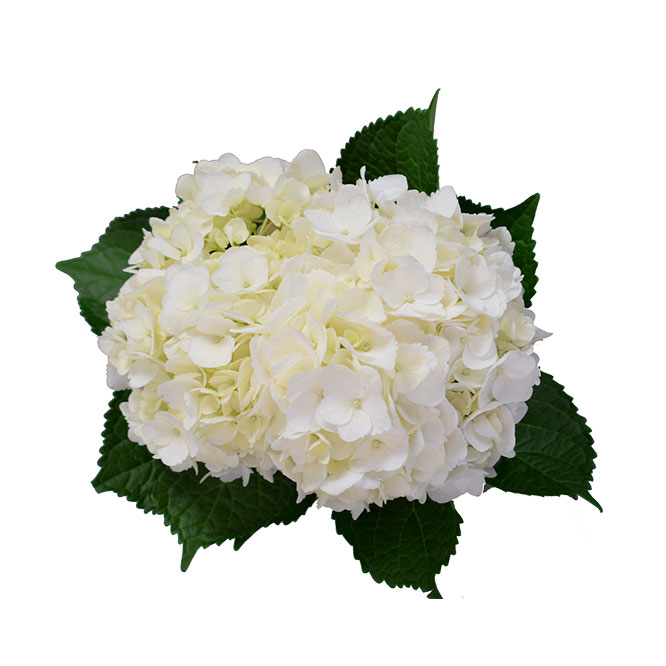White Hydrangea – Bulk Focal Flower | Phoenix AZ