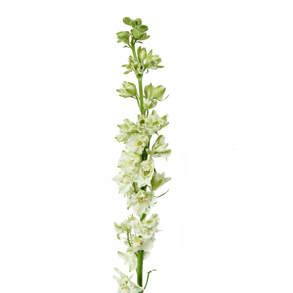 White Larkspur – Bulk Line Flower | Phoenix AZ