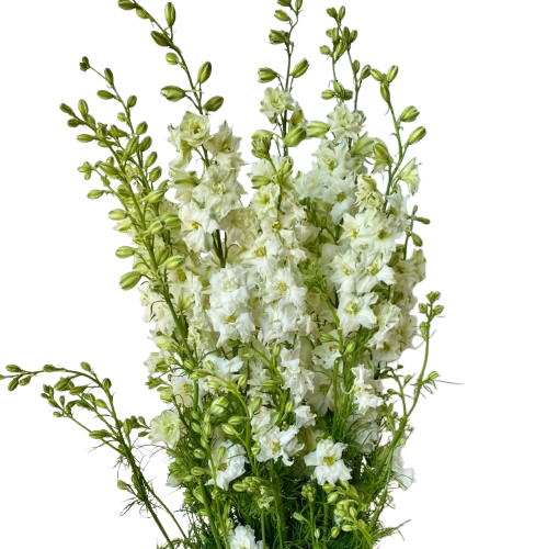 White Larkspur – Bulk Line Flower | Phoenix AZ