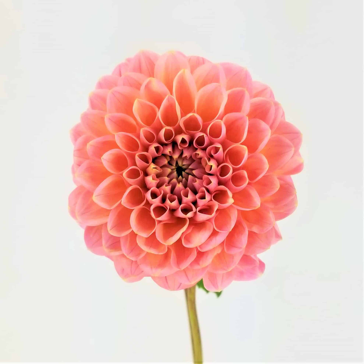 Coral Dahlia – Bulk Wholesale Flowers – Phoenix AZ