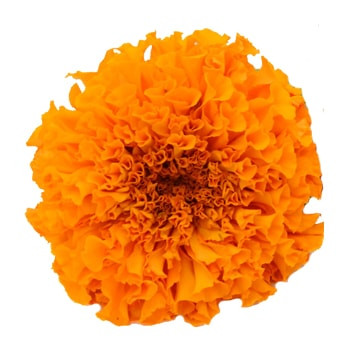 Orange Marigold – Bulk Flowers | Arizona Flower Market