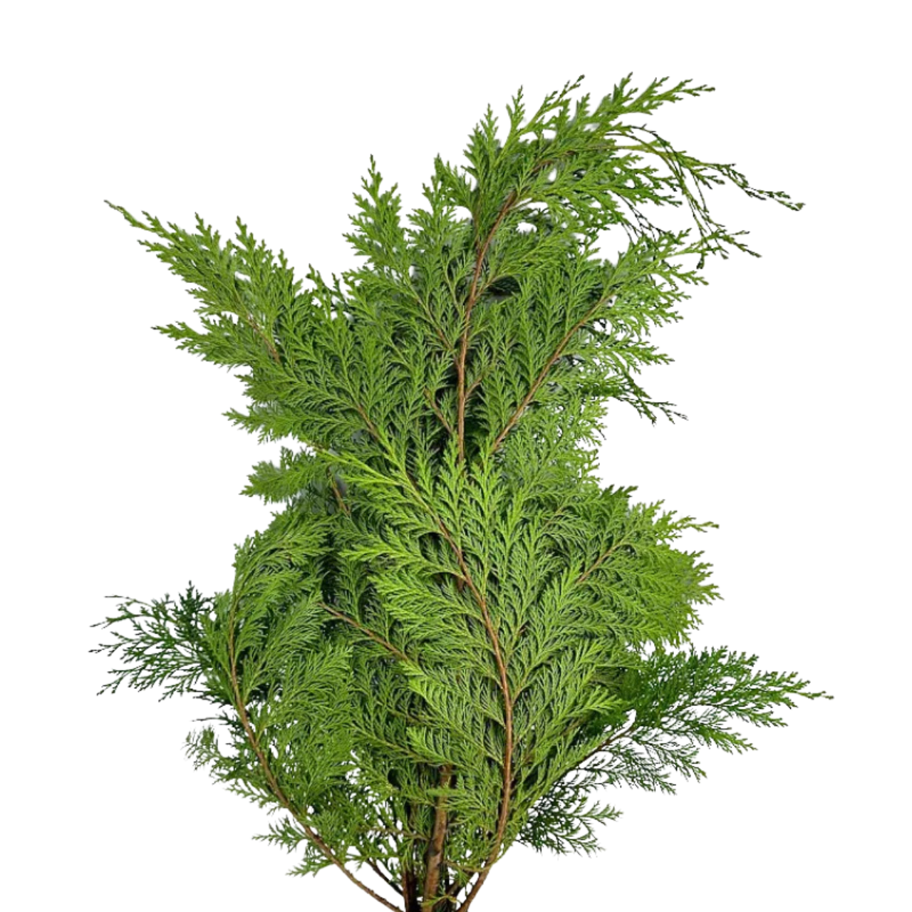 thuja columna Tuia Columna" 1.80