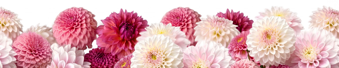 Fall For Dahlias