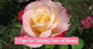 3 Tips for Taking Care of Roses