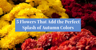 5 Flowers That Add the Perfect Splash of Autumn Colors