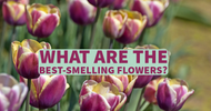 What Are the Best-Smelling Flowers?