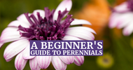 A Beginner's Guide to Perennials