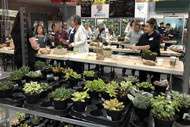 Succulent Dish Garden Design Class Recap
