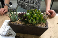 Succulent Dish Garden Design Class