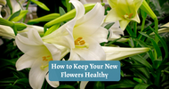 How to Keep Your New Flowers Healthy