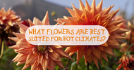 What Flowers Are Best Suited for Hot Climates?