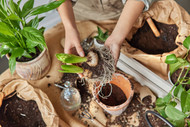 Indoor Flowering Plants to Brighten Up Your Home