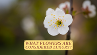 What Flowers Are Considered Luxury?
