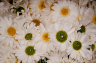Expressing Condolences with Grace: Choosing Flowers for Funerals