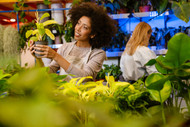 Rescue Your Plant: Uncover the Mystery of Yellow Leaves