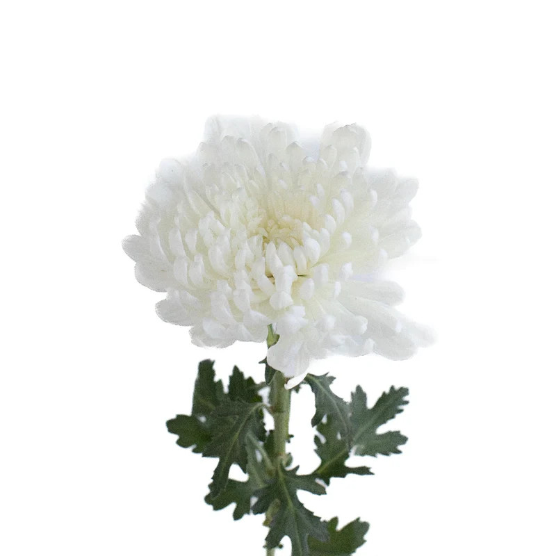 Flowers - Chrysanthemum - Cremone - Arizona Flower Market